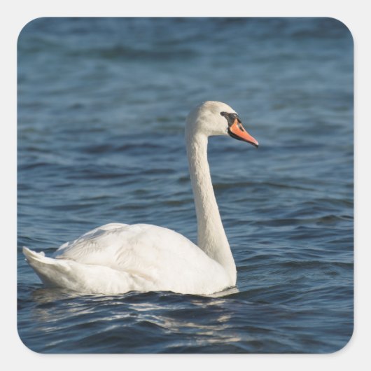 White swan Cygnus Vierkante Sticker (Voorkant)