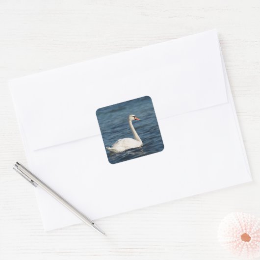 White swan Cygnus Vierkante Sticker (Envelop)