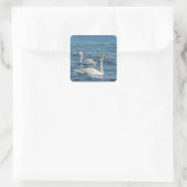 White swan Cygnus Vierkante Sticker (Tas)