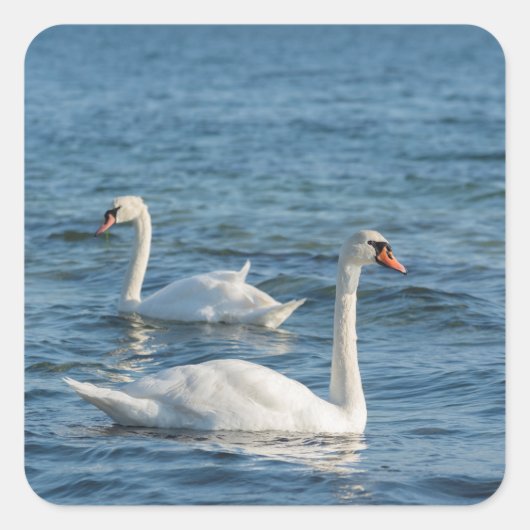 White swan Cygnus Vierkante Sticker (Voorkant)