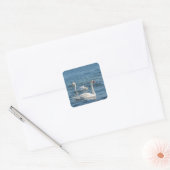 White swan Cygnus Vierkante Sticker (Envelop)