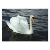 White Swan Foto Afdruk (Voorkant)