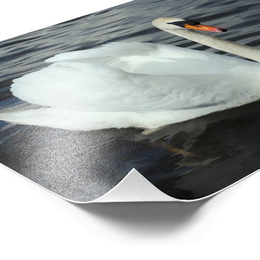 White Swan Foto Afdruk (Hoek)
