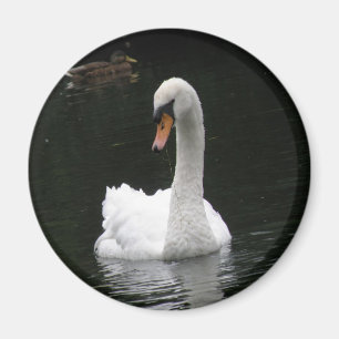 White Swan Magnet