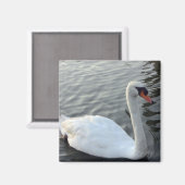 White Swan Magnet (Voorkant / Achterkant)
