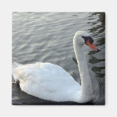White Swan Magnet (Voorkant)