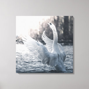 White Swan Natuur Foto Canvas Afdruk