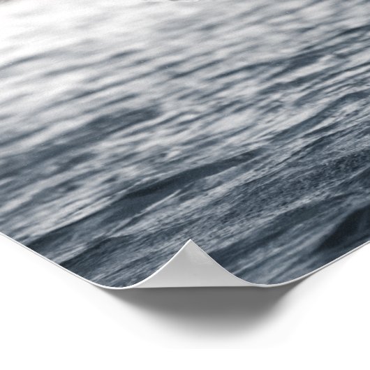 White Swan Natuur Foto Poster (Hoek)