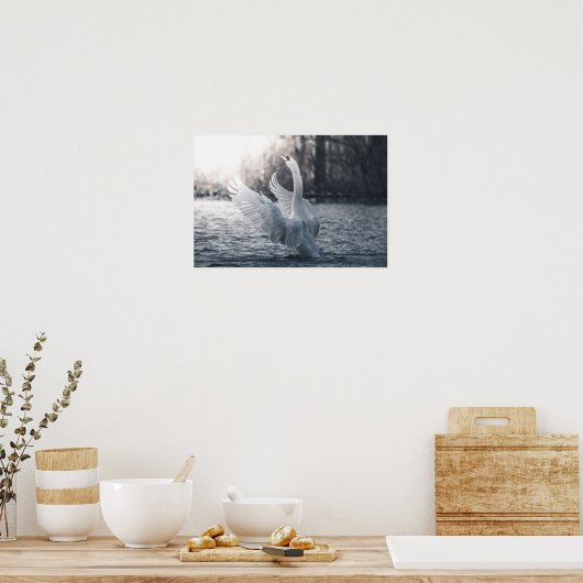 White Swan Natuur Foto Poster (Keuken)