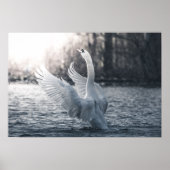 White Swan Natuur Foto Poster (Voorkant)
