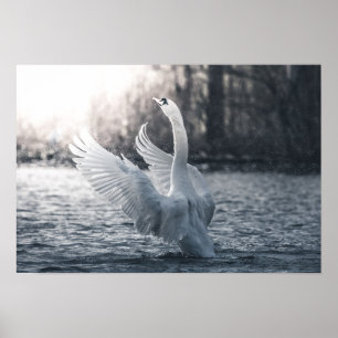 White Swan Natuur Foto Poster
