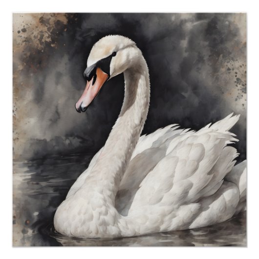 White Swan no 67 Glanzend Poster (Voorkant)