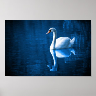 White Swan on Blue Waters Poster
