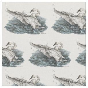 White Swan on Water Drawing by Kelli Swan Stof