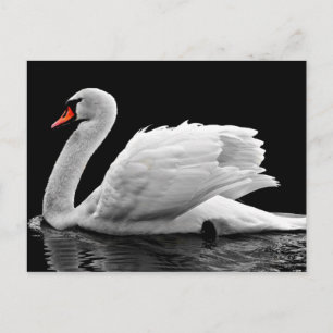 White Swan op Lake Briefkaart