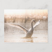 White Swan op Lake Natuur Foto Briefkaart (Voorkant)