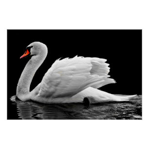 White Swan op Lake Poster