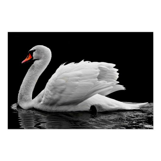 White Swan op Lake Poster (Voorkant)