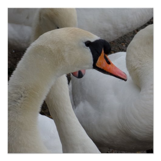 White Swan Poster (Voorkant)