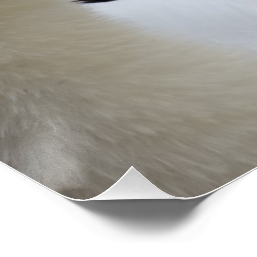 White Swan Poster (Hoek)