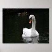 White Swan Poster (Voorkant)