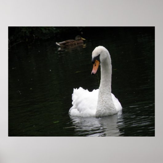 White Swan Poster (Voorkant)