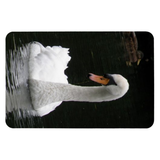 White Swan Premium Magnet Magneet (Horizontaal)