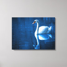 White Swan Swimming in a Lake Canvas Print