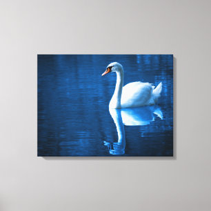 White Swan Swimming in a Lake Canvas Print