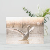 White Swan tijdens Sunrise Kaart (Staand voorkant)