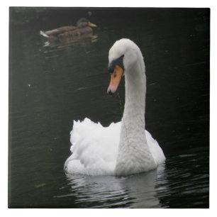 White Swan Tile Tegeltje