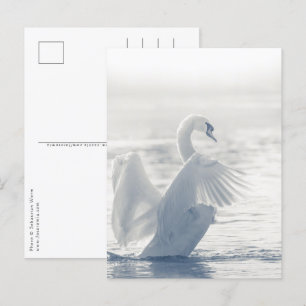 White Swan Wildlife Foto Briefkaart