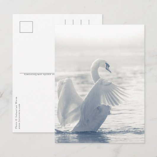 White Swan Wildlife Foto Briefkaart (Voorkant / Achterkant)