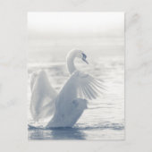 White Swan Wildlife Foto Briefkaart (Voorkant)