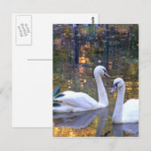 White Swans Post Card Briefkaart (Voorkant / Achterkant)