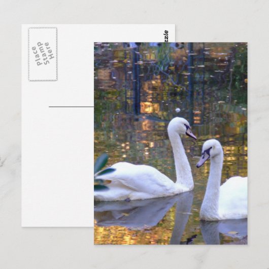 White Swans Post Card Briefkaart (Voorkant / Achterkant)