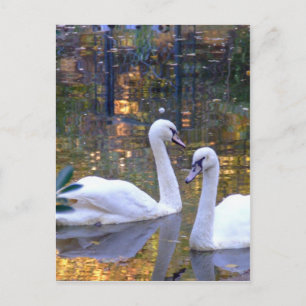 White Swans Post Card Briefkaart