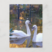 White Swans Post Card Briefkaart (Voorkant)