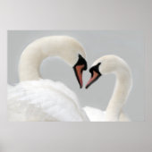 White Swans Poster Print (Voorkant)