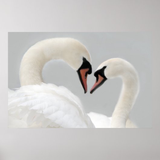 White Swans Poster Print (Voorkant)