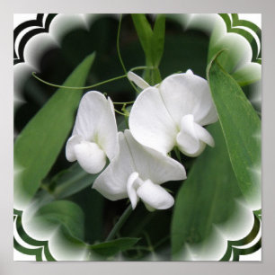 White Sweet Pea Poster Print