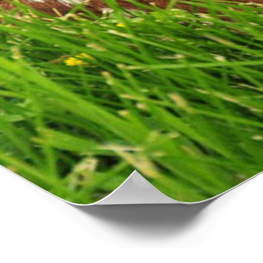 White Tail Baby Deer Poster (Hoek)