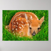 White Tail Baby Deer Poster (Voorkant)