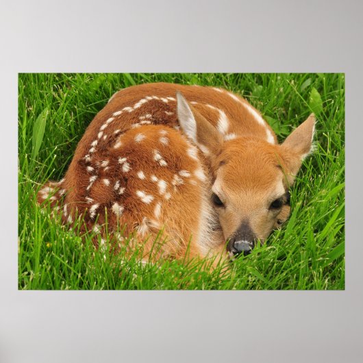 White Tail Baby Deer Poster (Voorkant)