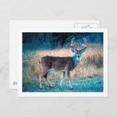 White Tail Deer Briefkaart (Voorkant / Achterkant)