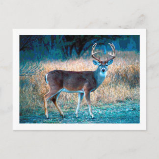 White Tail Deer Briefkaart