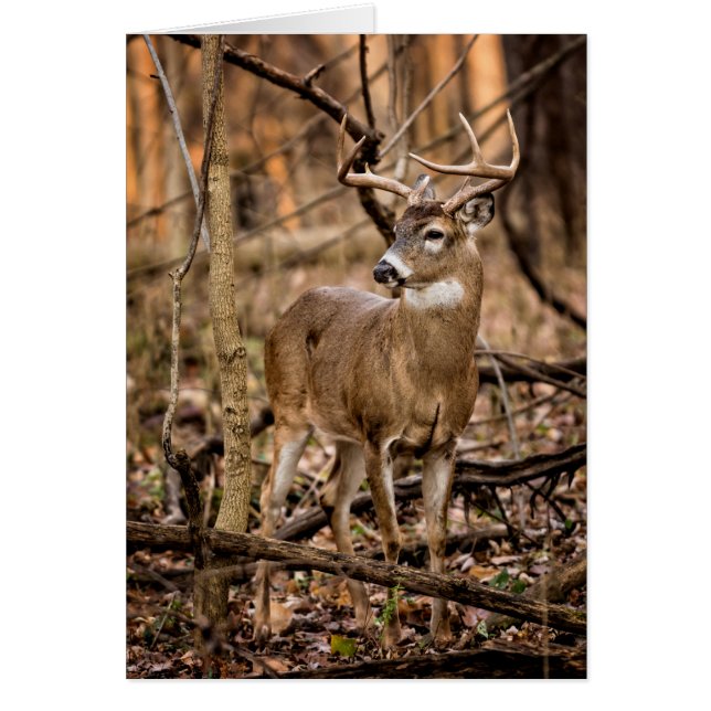 White Tail Deer Buck (Voorkant)