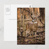 White Tail Deer Buck Briefkaart (Voorkant / Achterkant)