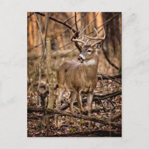 White Tail Deer Buck Briefkaart