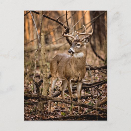 White Tail Deer Buck Briefkaart (Voorkant)